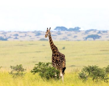 uganda safari tours
